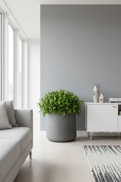 Modernes Wohnzimmer mit großem grauen Pflanzkübel, grüner Pflanze, grauer Akzentwand, weißem Sideboard und hellem Boden.