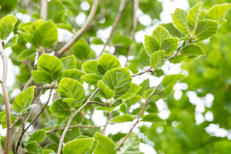 Fagus sylvatica 'Dawyck', Rotbuche, säulenförmig, 125–150 cm