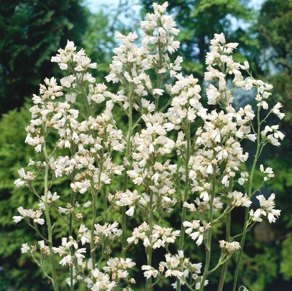 Heuchera x brizoides 'Schneewittchen', Purpurglöckchen, weiß, ca. 9x9 cm Topf