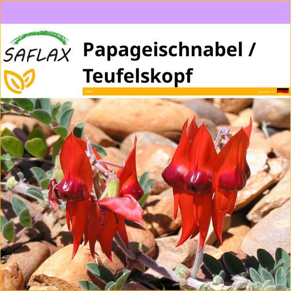 SAFLAX  - Papageischnabel / Teufelskopf - Clianthus formosus syn. Swaisonia formosa - 20 Samen