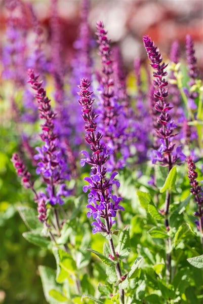 Salvia nemorosa 'Blaukönigin', Steppensalbei, blau, ca. 9x9 cm Topf