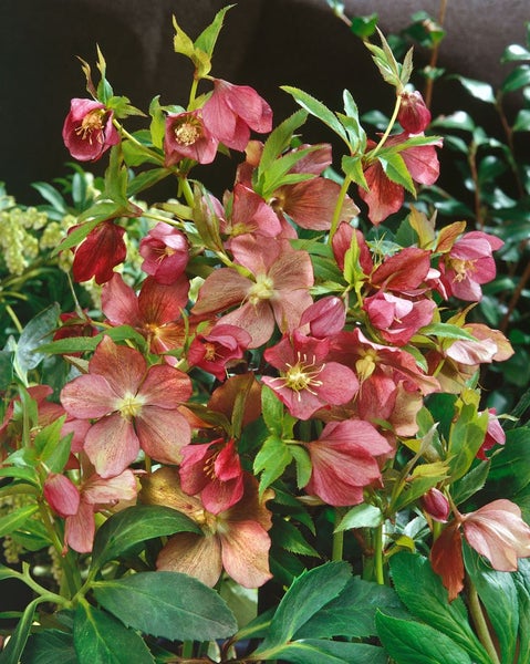 Helleborus x orientalis, rot, ca. 9x9 cm Topf