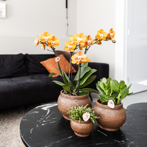 Mehrere Orchideenpflanzen mit orangefarbenen Blüten im Topf