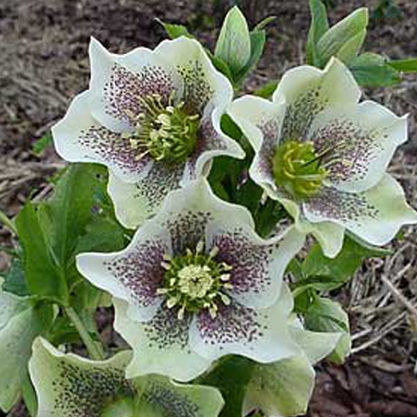 Nahaufnahme einer Nieswurz-Pflanze mit Blüten