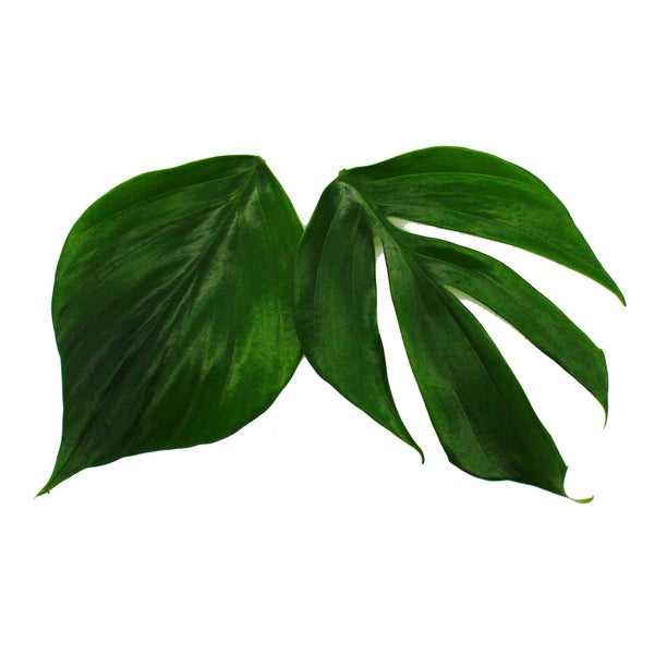 Philodendron Dragon Tail - Rhaphidophora decursiva- Drachenschwanz Baumfreund - 12cm Topf