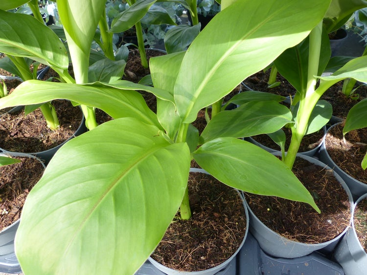 Bananenstaude Musa Basjoo 60 - 80 cm winterhart Staude japanische Faserbanane