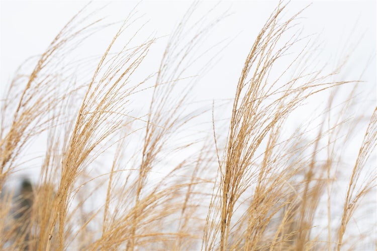 Miscanthus sinensis 'Malepartus', Chinaschilf, ca. 9x9 cm Topf
