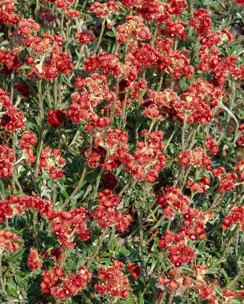 Antennaria dioica 'Rotes Wunder', Katzenpfötchen, rot, ca. 9x9 cm Topf