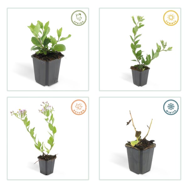 Vier Abbildungen einer Pflanze im Topf, die den Zyklus der Jahreszeiten zeigen: Frühling, Sommer, Herbst und Winter.