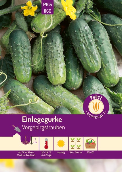 Samentüte für Einlegegurke Vorgebirgstrauben, Pabst Keimkraft Logo, Abbildung kleiner warziger Gurken mit gelben Blüten und Symbolen für die Anzucht.