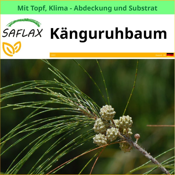 Känguruhbaum im Topf mit Klimaabdeckung und Substrat