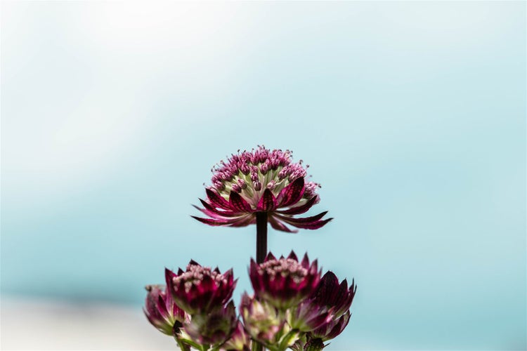 Sterndolde im Nahbereich