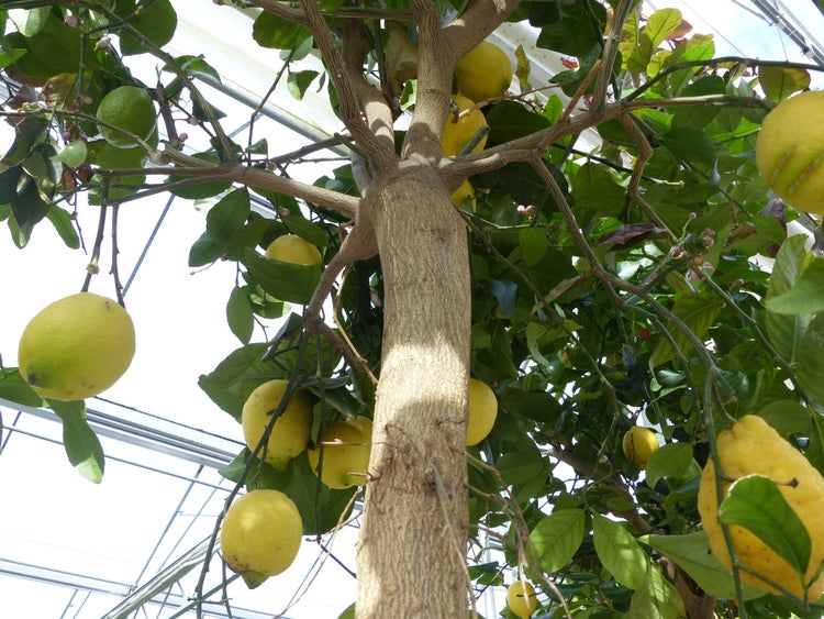 Zitrus Zitronenbaum 200 - 230 cm Zitrone Citrus Limon Zitruspflanze - purer Zitrusduft