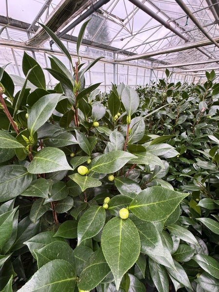 Kamelie in weiß 130 -160  cm, 12 - 14 jährige Pflanze Camellia Dalonega Premiumqualität winterhart