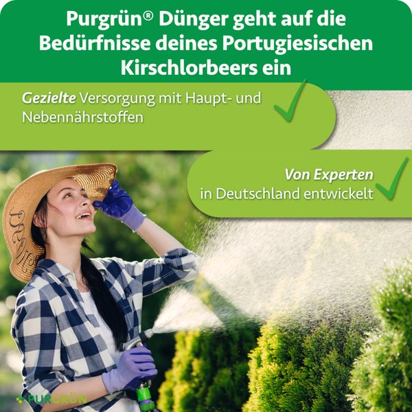 Eine Person mit Sonnenhut gießt Heckenpflanzen im Garten, begleitet von Informationen über Purgrün Dünger für Portugiesischen Kirschlorbeer.