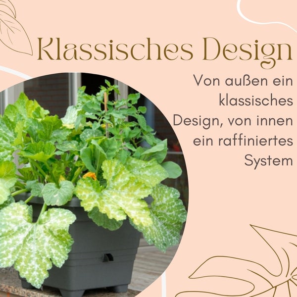 Pflanzkasten mit Kürbis- und Tomatenpflanzen