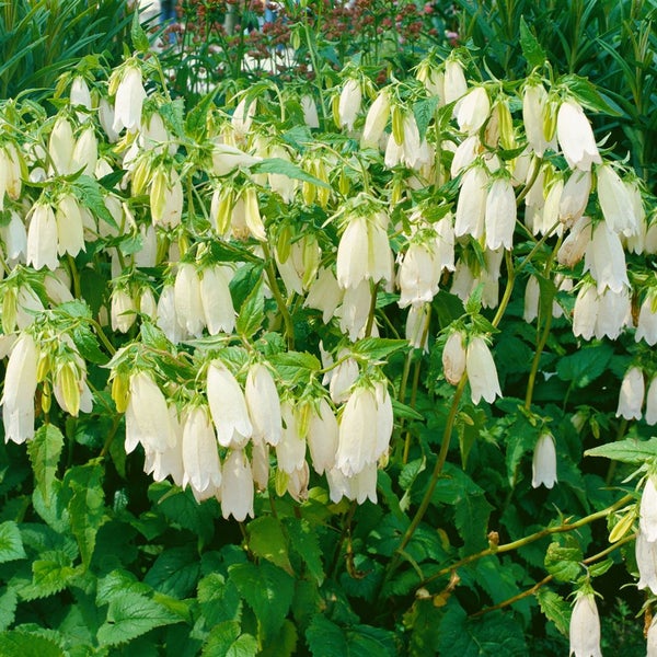 Glockenblumen mit glockenförmigen Blüten und grünen Blättern