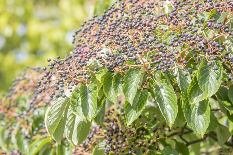 Cornus controversa, Etagen-Hartriegel, 80–100 cm, auffällige Wuchsform