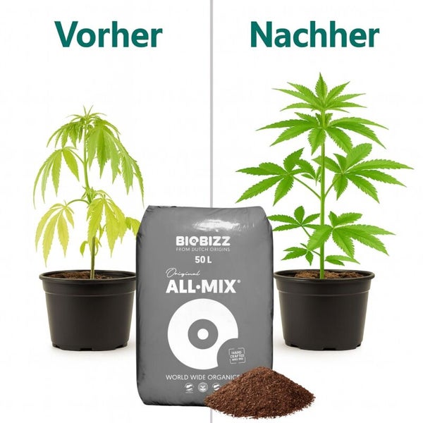 Vorher-Nachher-Vergleich des Pflanzenwachstums mit Biobizz All-Mix 50 Liter Erde. Die Pflanze ist nach der Anwendung größer und gesünder.