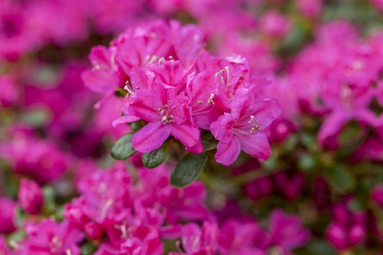 Rhododendron obtusum 'Kermesina', Azalee, karmesinrot, 30–40 cm