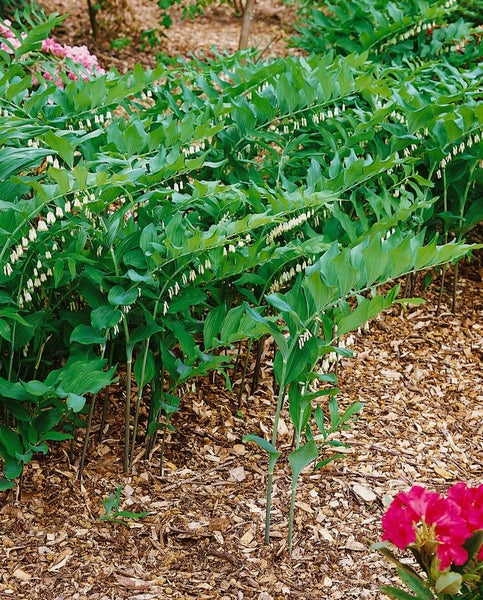 Polygonatum odoratum, Duftender Salomonssiegel, ca. 9x9 cm Topf