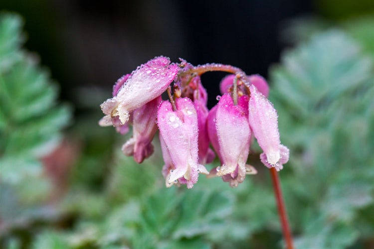 Dicentra formosa 'Luxuriant', Tränendes Herz, rosa, ca. 9x9 cm Topf