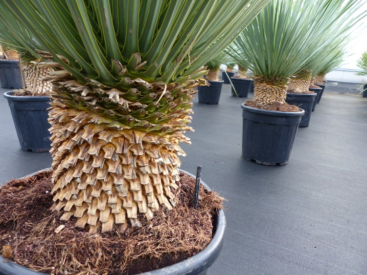 Mehrere Yucca rostrata mit markantem, strukturiertem Stamm und langen, spitzen Blättern in schwarzen Pflanztöpfen in einer Gärtnerei.