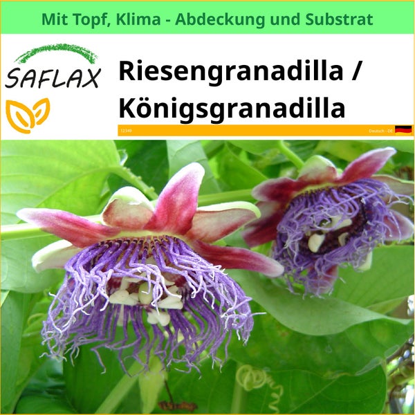 Riesengranadilla Königsgranadilla Pflanze mit Topf, Klimaabdeckung und Substrat