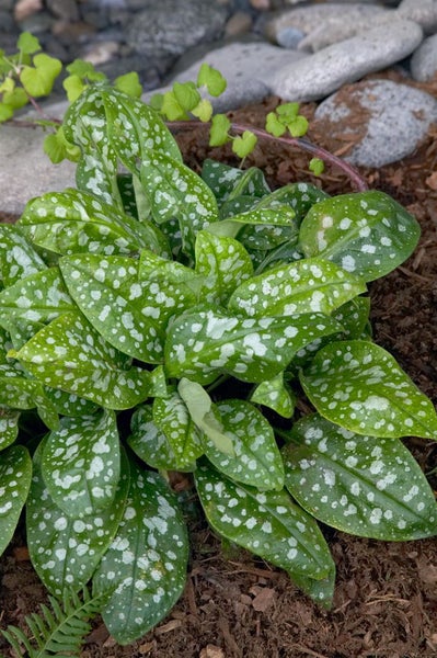 Pulmonaria saccharata 'Lewis Palmer', Lungenkraut, rosa-blau, ca. 9x9 cm Topf
