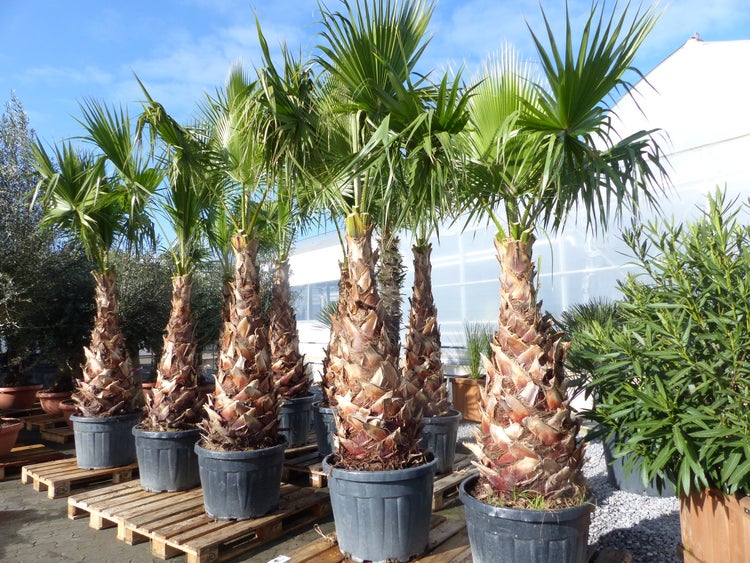 Mehrere hohe Fächerpalmen in Kunststofftöpfen auf Holzpaletten in einem hellen, organisierten Außenbereich eines Gartencenters.