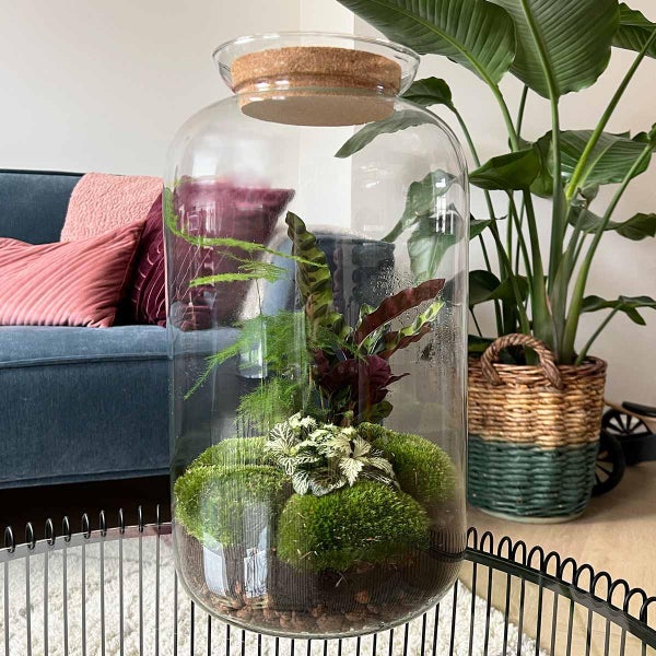 Glasgefäß mit Pflanzenarrangement, Moos und Erdboden