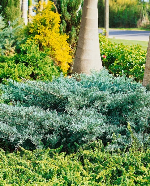 Juniperus virginiana 'Grey Owl', Wacholder, silbergrau, 40–60 cm