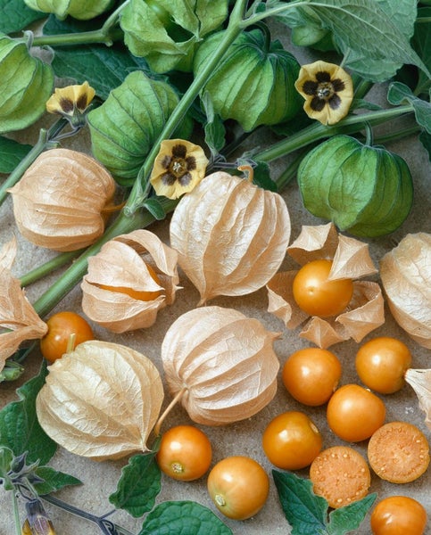 Draufsicht auf Physalis-Früchte mit Blüten und Blättern