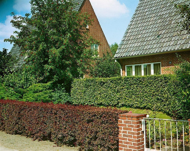 Berberis thunbergii 'Atropurpurea', Blutberberitze, purpurrot, 40–60 cm