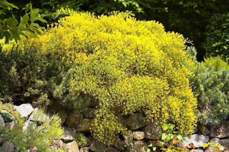 Genista pilosa 'Vancouver Gold', Ginster, leuchtend gelb, 20–30 cm