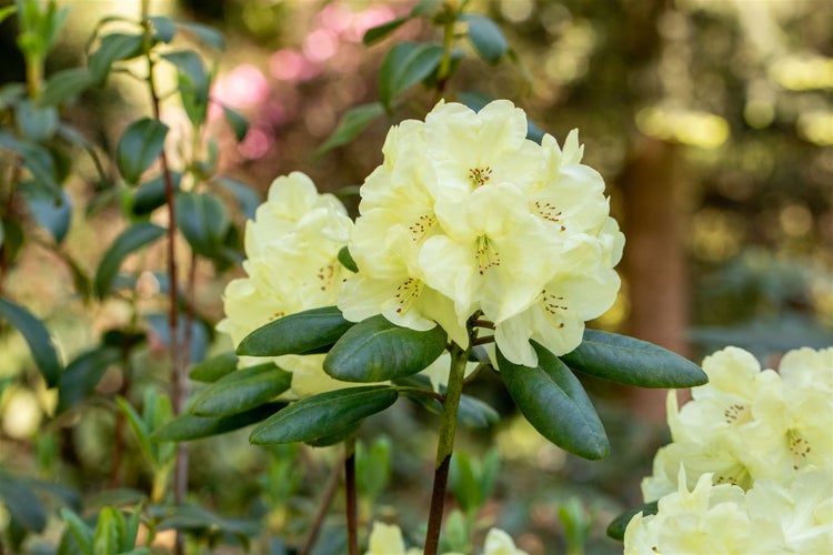 Rhododendron yakushimanum 'Centennial Gold', gelb, 30–40 cm