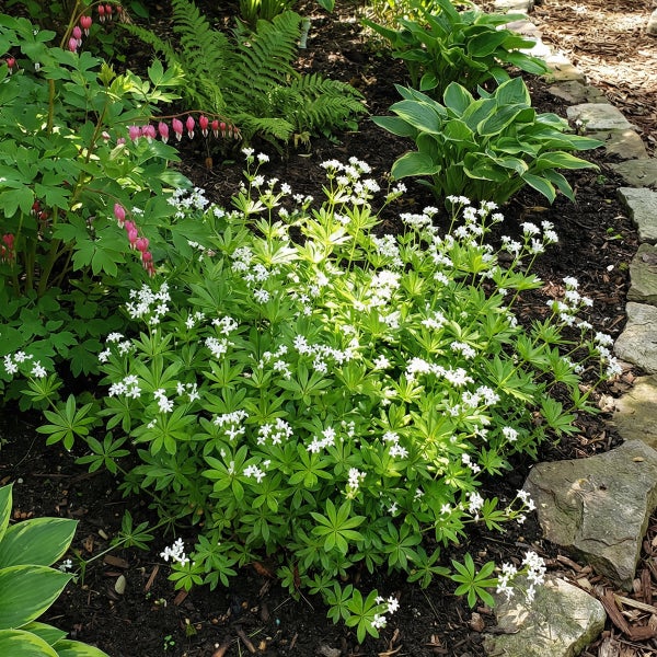 Waldmeister mit weißen Blüten in einem Gartenbeet neben Tränendem Herz, Funkien und Farnen.