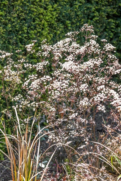 Anthriscus sylvestris 'Ravenswing', Wiesenkerbel, dunkelrot, ca. 11x11 cm Topf