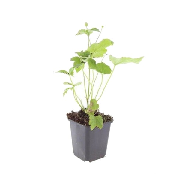 Zierstaude - Herbst-Anemone - Anemone hupehensis 'Honorine Jobert' - 9cm Topf - Set mit 40 Pflanzen