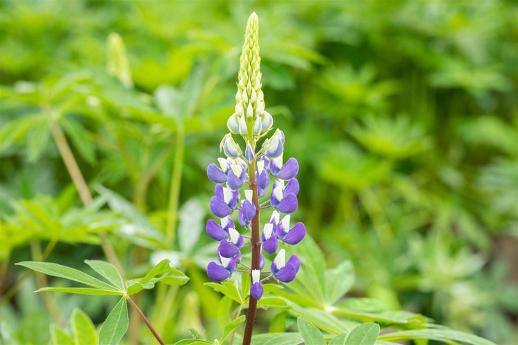 Lupinus polyphyllus 'Kastellan', Lupine, violett, ca. 11x11 cm Topf