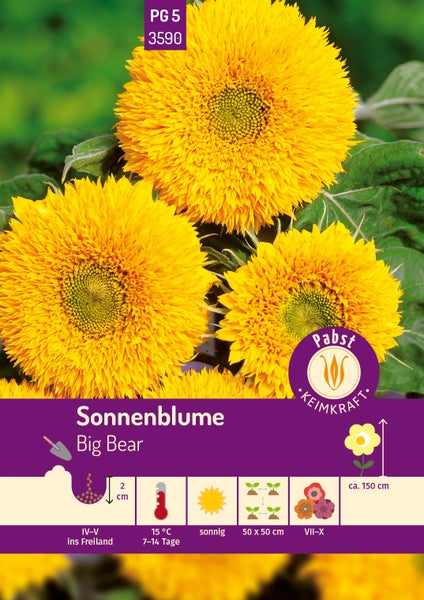Samenpackung Sonnenblume Big Bear mit drei gefüllten Blüten, Saattiefe 2 cm, Wuchshöhe circa 150 cm, Pabst Logo.
