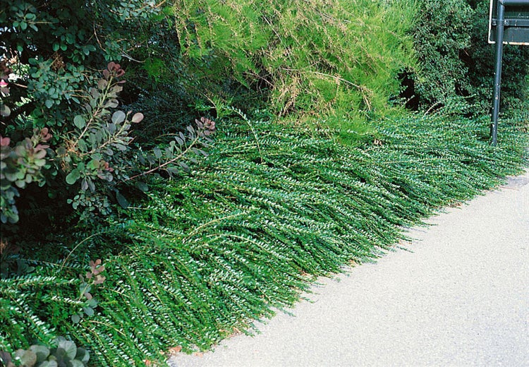 Kriechende Heckenmyrte als Bodendecker im Garten.