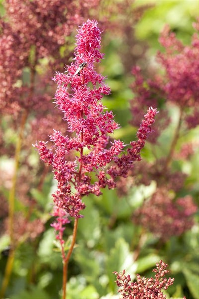 Astilbe japonica 'Bremen', Prachtspiere, rosa Blüten, ca. 9x9 cm Topf