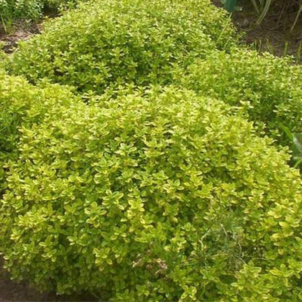 Gold-Thymian Pflanzen im Gartenbeet