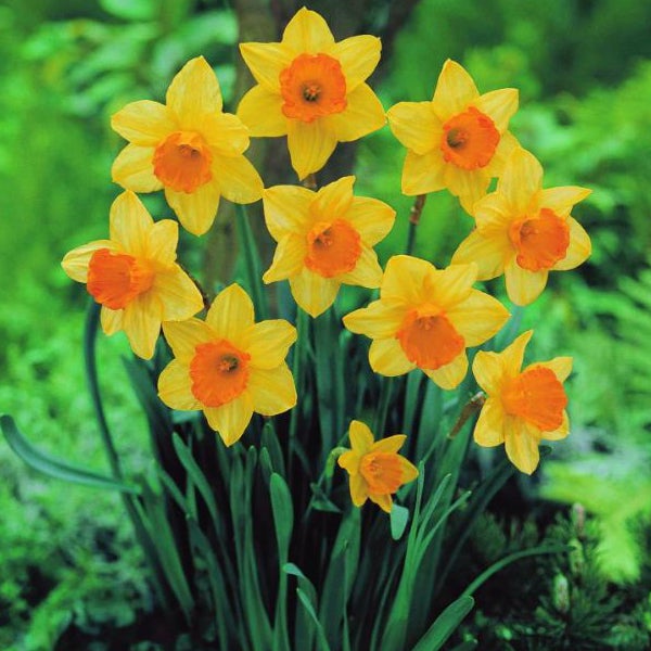 Gelbe Narzissen mit orangefarbener Mitte