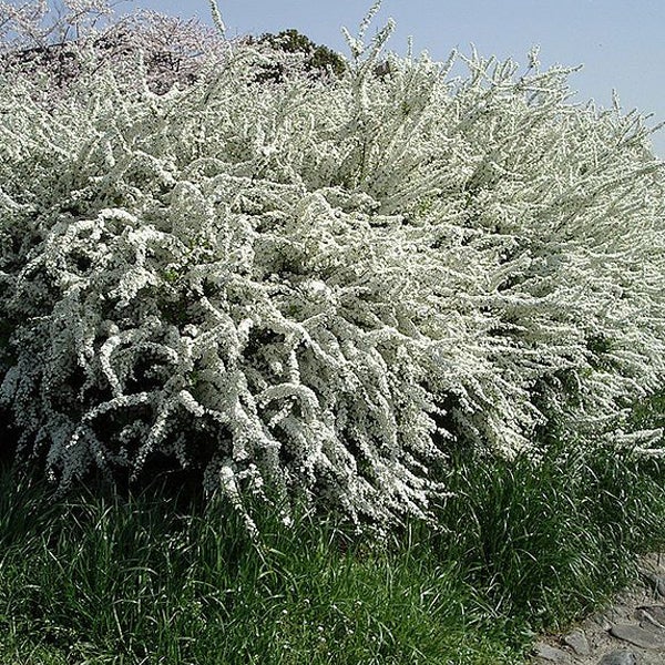 Strauch mit weißen Blüten