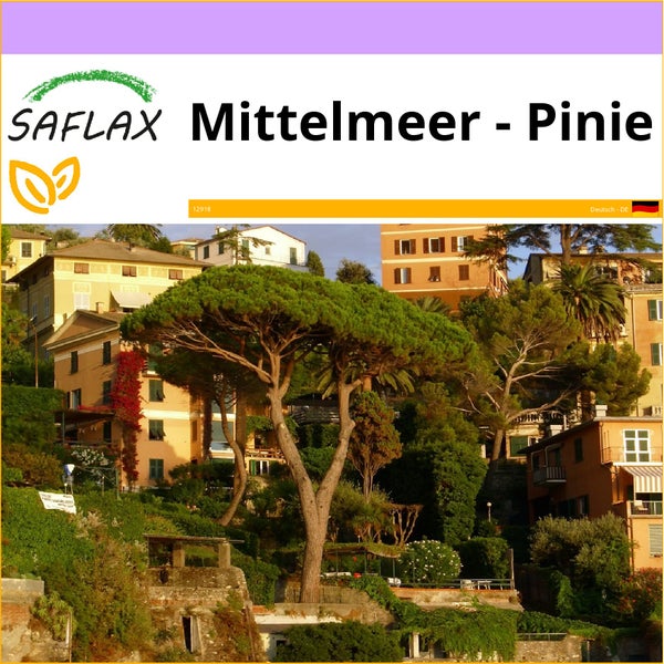 SAFLAX  - Mittelmeer - Pinie - Pinus pinea - 6 Samen