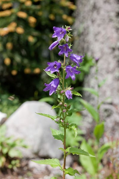 Campanula trachelium, Nesselblättrige Glockenblume, ca. 9x9 cm Topf