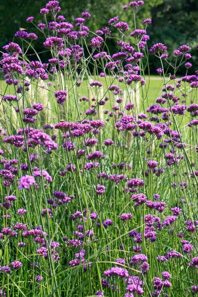 Verbena bonariensis 'Purple Tower', Eisenkraut, violett, 2 Liter Container