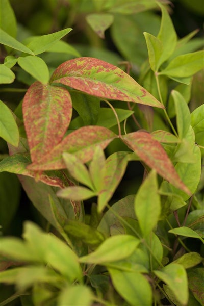 Nandina domestica 'Firepower', Himmelsbambus, rot, 30–40 cm